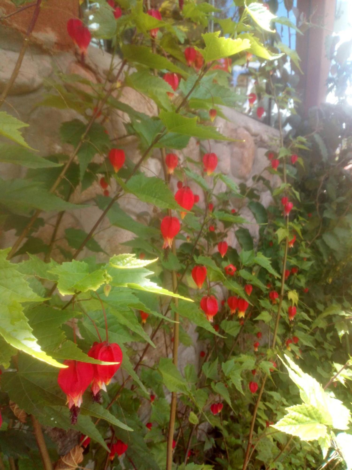 Ecolodge Ccatan Urubamba Exterior foto